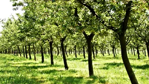 Nucii, afacerea care-ţi poate aduce profit de peste 600.000 de euro. Câţi bani trebuie să investeşti. România poate deveni lider mondial în domeniu