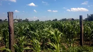 Un bărbat a reclamat că i-a fost demolată casa din Brăila şi în locul ei a fost plantat porumb. Poliţia a deschis dosar penal