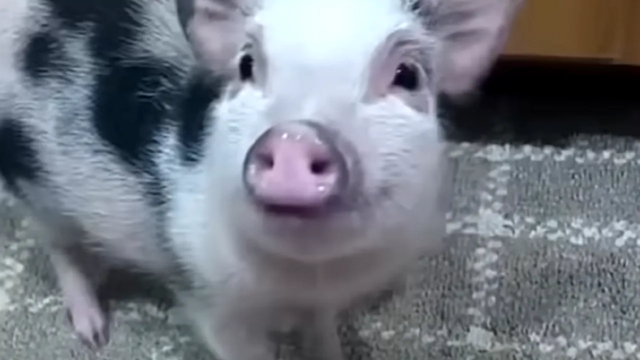 Porcii vietnamezi devin o alegere tot mai populară pentru oamenii care își doresc un animal de companie