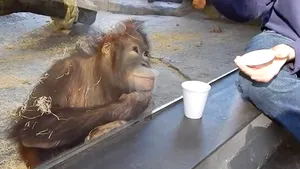 VIDEO inedit: Reacţia incredibilă a unui urangutan păcălit de trucurile unui vizitator