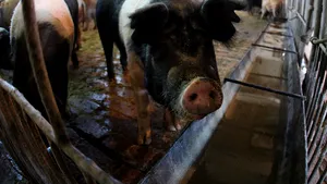 Focar de pestă porcină. Sute de porci vor fi sacrificaţi