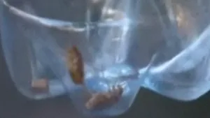 Timişoara: Părinţii reclamă mizeria şi gândacii din spitalul judeţean (Video)