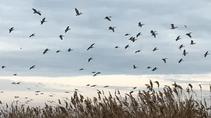 FOTO | Pelicanii creţi nu găsesc destul stuf pentru cuiburi în Delta Dunării. Măsurile autorităţilor