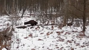 VIDEO „Stretching” de dimineaţă, în pădure. Cum îşi începe ziua un zimbru din Parcul Natural Vânători 