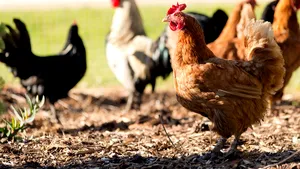 Tone de găinaţ, folosite pentru a obliga oamenii să respecte distanţarea socială. Unde va fi aplicată măsura