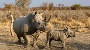 Vânătoarea ilegală de rinoceri este în creştere după ce restricţiile au fost ridicate în Africa de Sud. De ce sunt ţinta braconierilor uriaşele mamifere