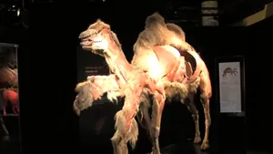 Expoziţie controversată cu animale disecate şi plastifiate, realizată de creatorul 