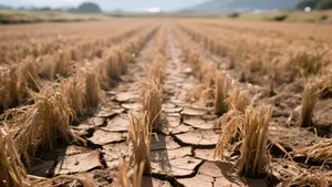 Record de temperatura extremă în Japonia: 41,8°C, culturile de orez în pericol