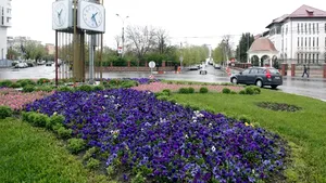 Câte MILIOANE de lei au cheltuit primăriile pentru panseluţe, palmieri şi arbori rezistenţi la noxe