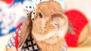 PuiPui, iepuraşul care a făcut senzaţie pe Instagram – GALERIE FOTO