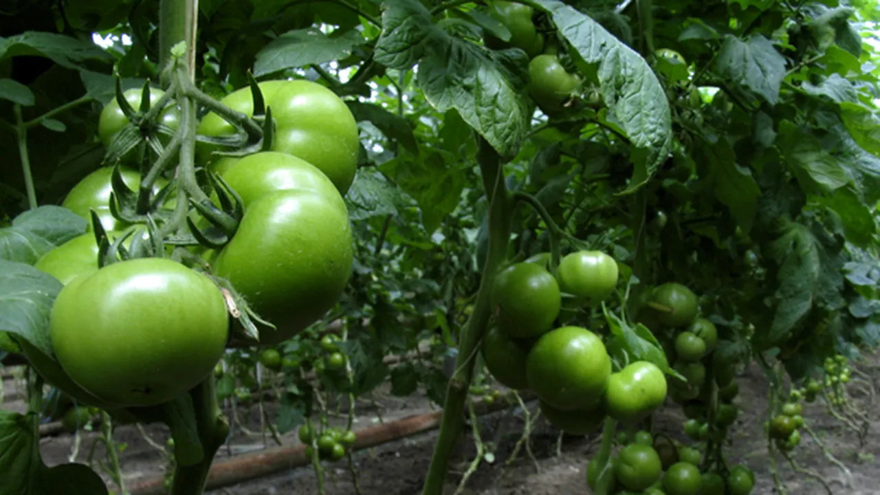 Tomate, smochini şi stupi: acoperişurile din New York se transformă în ferme