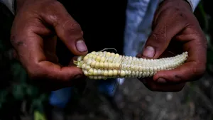 Foametea a explodat în timpul pandemiei COVID-19 în America Centrală, iar 15% din populaţie are planuri concrete de migrare