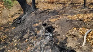 Un voluntar care participa la operațiunea de stingere a unor incendii de pădure, filmat în timp dădea foc vegetației