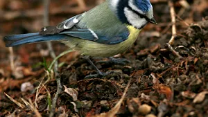 Păsările devin tot mai mici, din cauza încălzirii globale