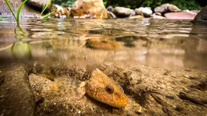 Specie rară de pește european, în pericol: 76% trăiesc pe 450 de metri din râul Vâlsan. „Fie îl salvăm acum, fie îl pierdem pentru totdeauna”