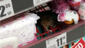O nouă filmare cu un şoarece pe raftul unui mare magazin din România. „Vânzătoarea nu a părut interesată”