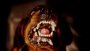 Copil muşcat de cap de un Rottweiler
