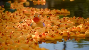 Peste 2.000 de răţuşte din plastic, lansate pe râul Dâmboviţa într-o cursă caritabilă