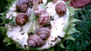 Romanian Snail Breeders Mull Opening Processing Unit