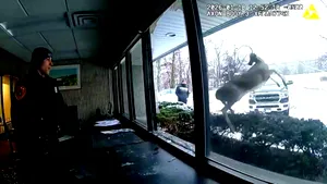 Un cerb a „spart” o bancă din New York și a declanșat alarma: momentul a fost surprins pe video