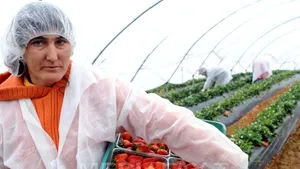 Spania le oferă din ce în ce mai puţine oportunităţi de lucru sezonierilor români