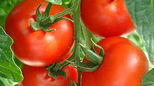 Secretul longevităţii nu stă în gene, ci în stilul de viaţă sănătos