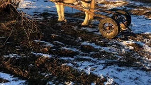 UPDATE. Un bărbat este căutat în râul Moldova. Căruţa acestuia a fost găsită în apă