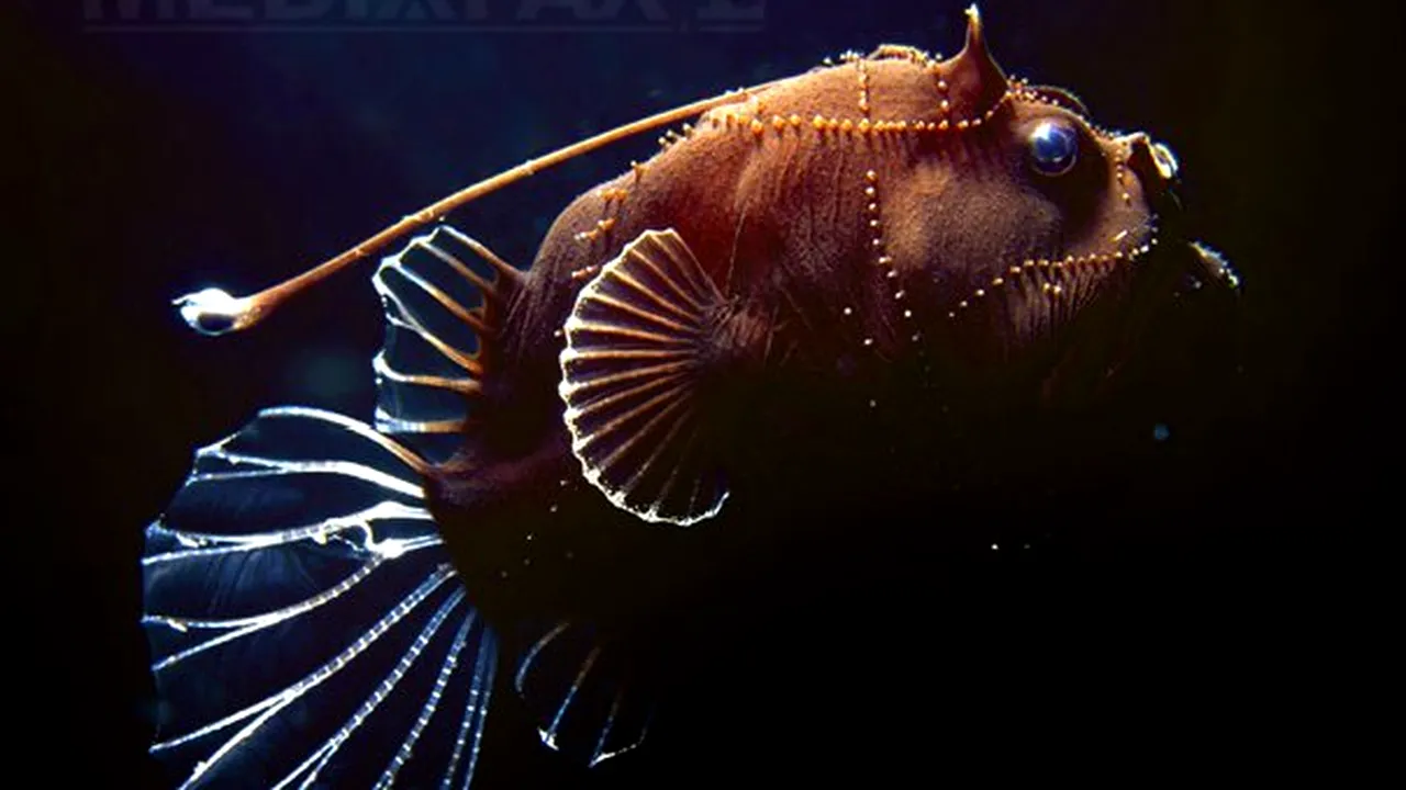 Imagini spectaculoase ale unor creaturi marine de mare adâncime - GALERIE FOTO