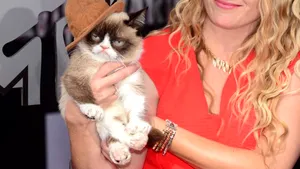 Grumpy Cat, pisica faimoasă pe internet, i-a adus proprietarei o avere de 100 de milioane de dolari