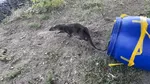 Situație neobișnuită: O vidră a ajuns într-un salon de coafură din Carei. Animalul, capturat și apoi eliberat în natură