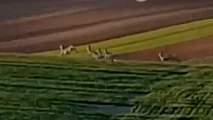 VIDEO Un buzoian a fost vizitat de o turmă de căprioare în timp ce lucra pământul