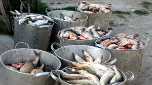 Peste cinci tone de peşte, confiscate sâmbătă în Ilfov
