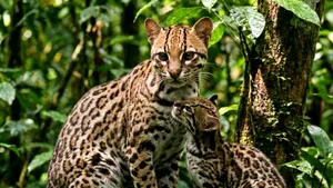 Nici pisică, nici tigru: o nouă specie descoperită în pădurile din Bolivia