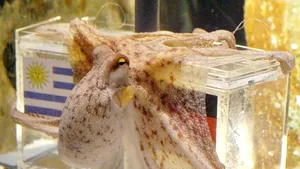 Olandezii îi fac concurenţă lui Paul, lansând o altă caracatiţă prezicătoare, Pauline