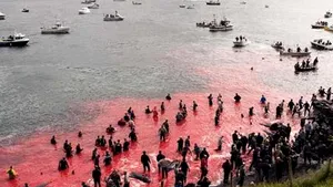 Bilanţul ”celui mai mare masacru din istoria Insulelor Feroe”: au fost ucişi peste 1.428 de delfini. „Mi-e ruşine că sunt feroez”