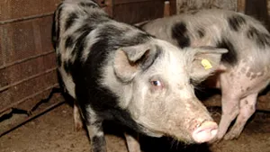 Un nou focar de pestă porcină a fost confirmat la ferma nr.1 din Igriş