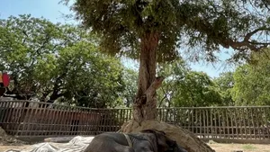Un elefant a murit la o grădină zoologică din Pakistan, readucând în atenţie tratamentul animalelor
