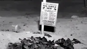 Primii paşi: Zeci de pui de ţestoasă, filmaţi când ies din ou - VIDEO