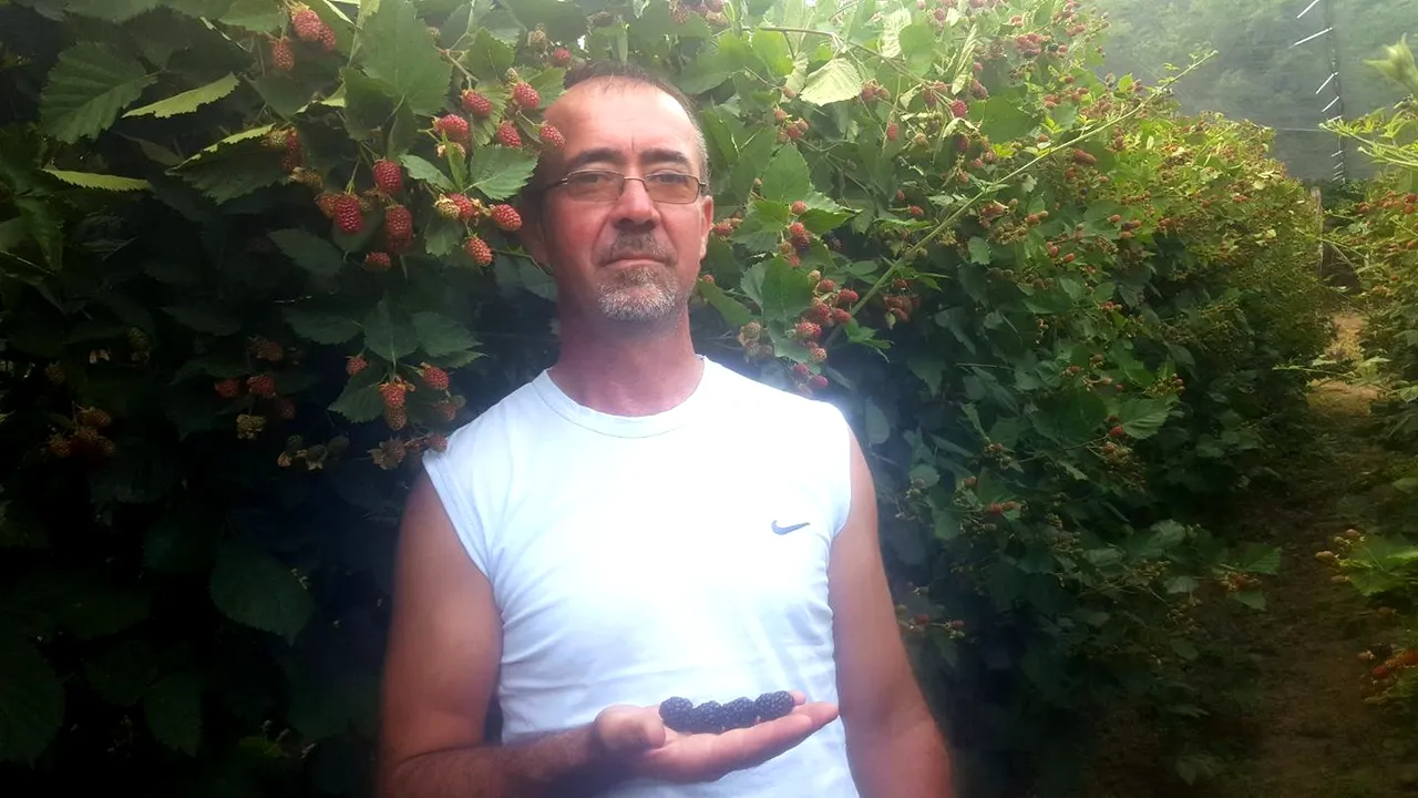 FOTO | Un preot din Gorj cultivă mure, fructele fiind distribuite în supermarket şi la domiciliul clienţilor
