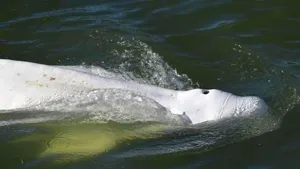Balena beluga a fost scoasă din Sena, dar a murit în timpul misiunii de salvare