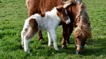 Poneii care fac bine fără să știe. Cum ajută o turmă de animale serviciile medicale de urgență dintr-o comunitate