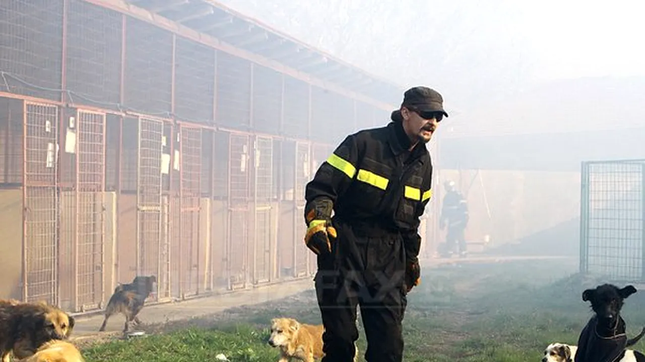 Zeci de câini au murit în urma unui incendiu izbucnit la un adăpost de lângă Timişoara