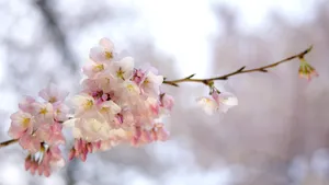 Vin temperaturi de primăvară în plină iarnă în Balcani, iar România e inclusă