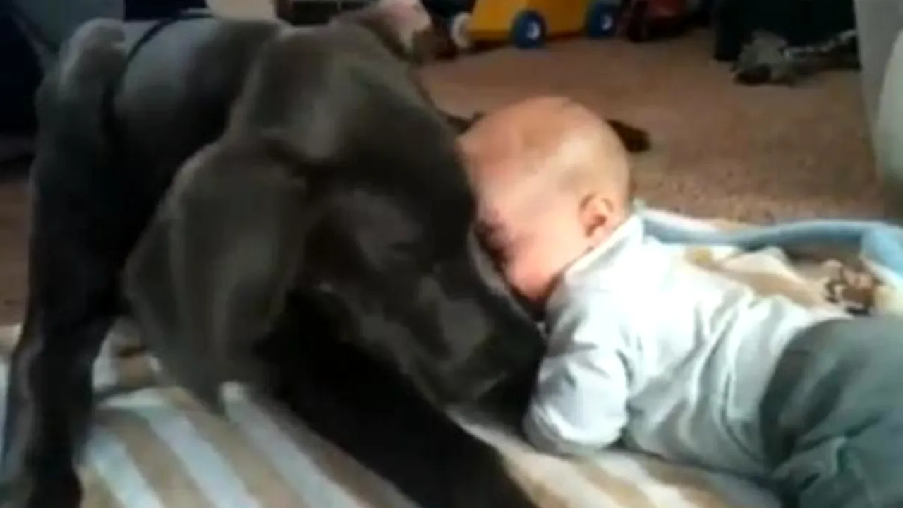 VIDEO EMOŢIONANT: Cum îşi arată un câine afecţiunea faţă de un copil. Clipul devenit VIRAL pe YouTube