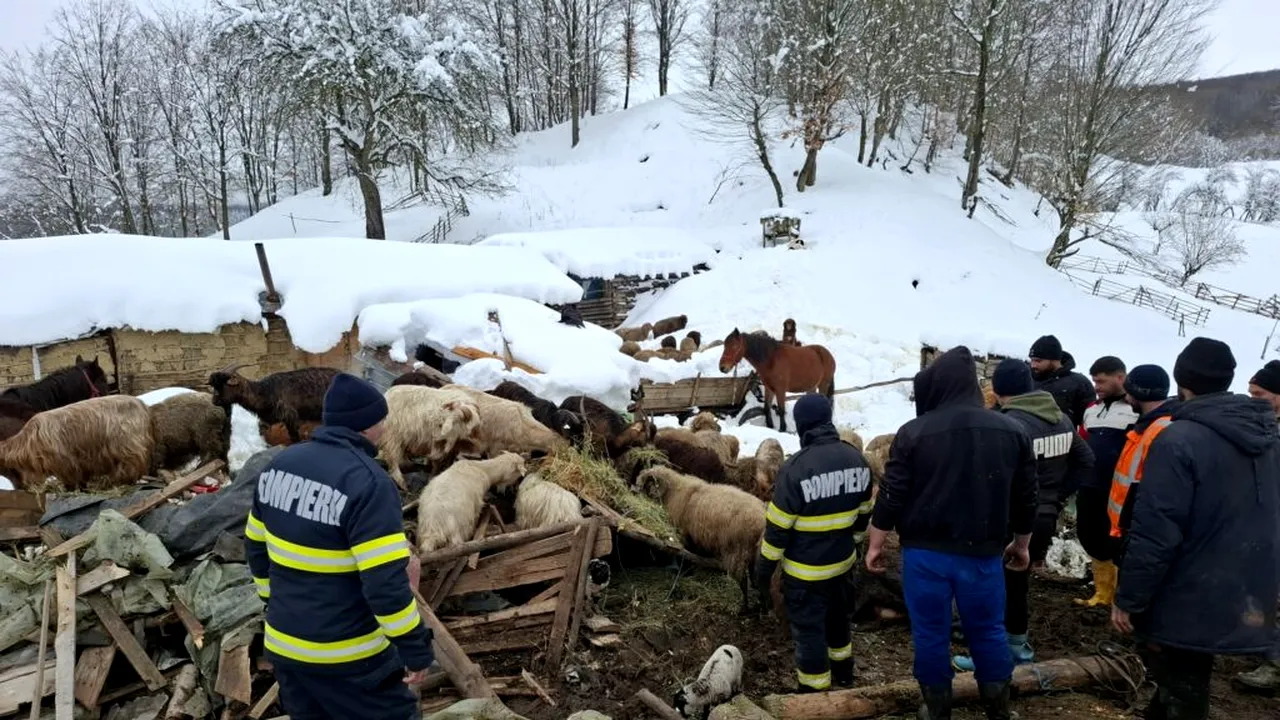 Buzău: Saivan, prăbușit peste animale din cauza nămeților. Mai multe animale au murit