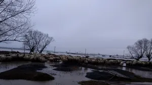 Dăncilă, despre inundaţii: E posibil să accesăm Fondul european de solidaritate