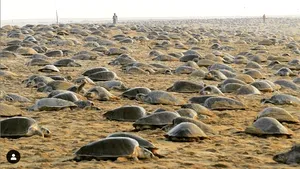 Profitând de restricţiile impuse oamenilor natura îşi reia teritoriul