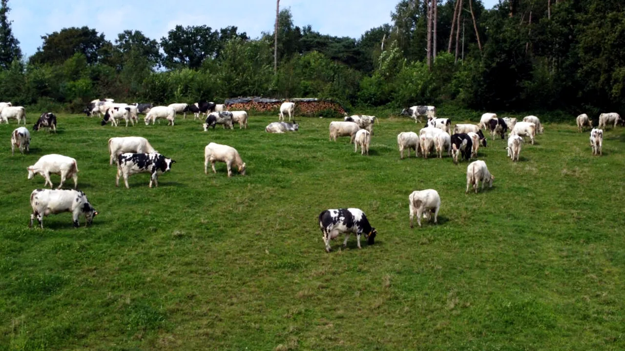 APIA: Sprijin financiar de 2,8 milioane lei acordat pentru crescătorii de animale