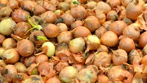 Ceapa şi beneficiile ei pentru sănătate