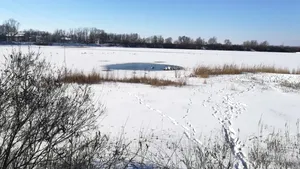 80 de lebede care nu au migrat în ţările calde, în pericol să moară de foame şi frig. Voluntarii dintr-un judeţ încearcă să le salveze | FOTO